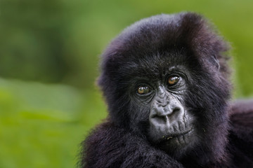 Fototapeta premium Mountain Gorilla
