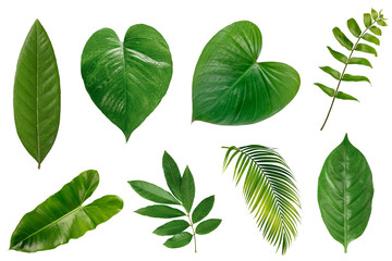 set of  Tropical green leaves isolated on white background.