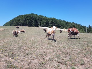 herd of cows