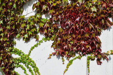 Ivy grows along the white wall of the building. Autumn