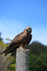 Australian whistling kite raptor on a post
