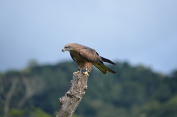Australian whistling kite raptor on a branch