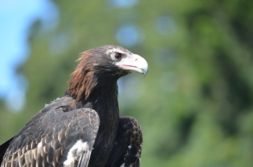 closeup Australian wedge tail eagle portrait sharp beak