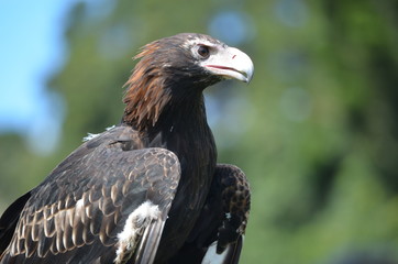 closeup Australian wedge tail eagle portrait sharp beak