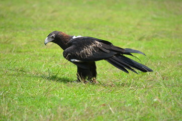 Australian wedge tail eagle walking on grass bird of prey 