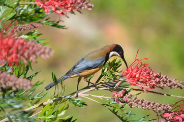 Eastern spinebill bird blue and yellow eating blossom Leamington national park