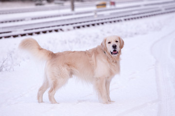 Golden Retriever dog against the backdrop of the railroad, winter