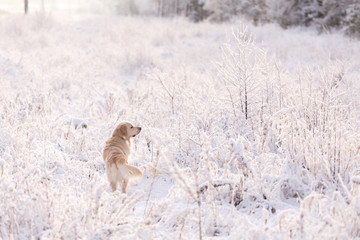 golden retriever dog playing in the snow field, a dog in the winter in the snow