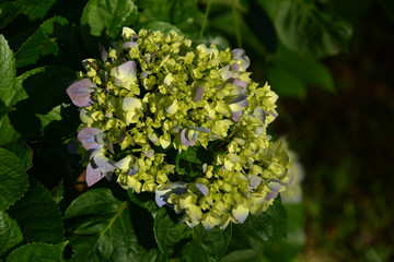 Pink, blue, lilac, violet, purple Hydrangea flower (Hydrangea macrophylla) blooming in spring and summer in a garden. Hydrangea macrophylla - Beautiful bush of hortensia flowers , Gramado, Brazil