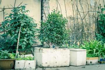 Row of styrofoam boxes, pots with vegetable growing on trellis at container garden in Hanoi