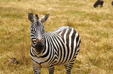 Many zebras are eating grass in the Savana grassland.