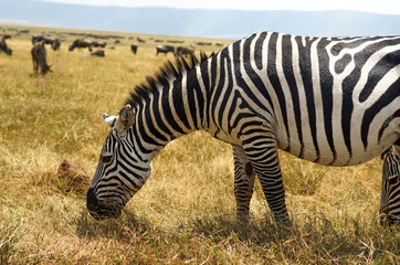 Naklejka premium Many zebras are eating grass in the Savana grassland.