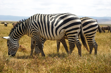 Fototapeta na wymiar Many zebras are eating grass in the Savana grassland.