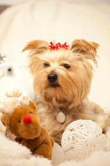 Yorkshire Terrier dog at Christmas on white cushion and red Christmas bows on head, and soft Christmas lights and Christmas balls and toys