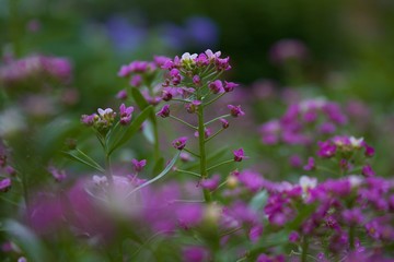 Obraz premium purple flowers in the garden