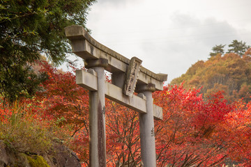 紅葉と鳥居, a gateway at the entrance to a Shinto shrine, tottori, Japan.