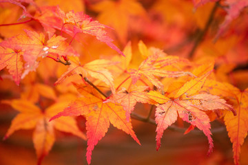 Naklejka na ściany i meble 紅葉の葉　Autumn leaves