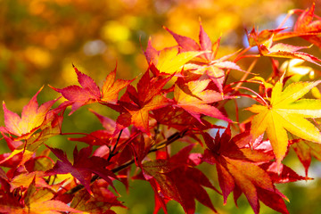 Autumn maple leaves at Japanese traditional garden in Kyoto.