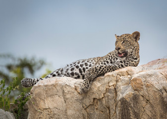 Leopard ona rock