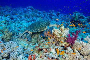 Naklejka na ściany i meble Sea Turtle at the Red Sea, Egypt