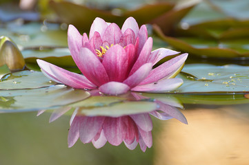 garden water lilly