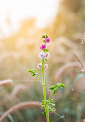 beautiful wild meadow flowers on nature background. Vintage outdoor photo