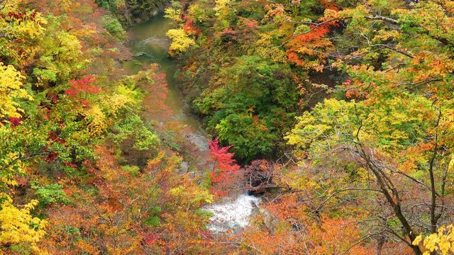 Autumn landscape at Naruko Gorge at the town of Naruko in Miyagi Prefecture, Japan with the colorful autumn foliage and the flow of Naruko stream.
