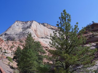 Beauty of nature at Zion National Park, Utah, USA.