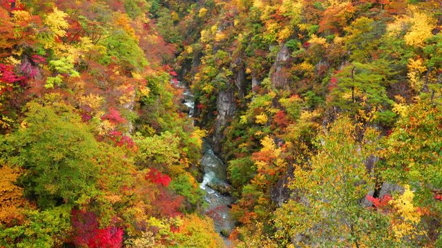 Beautiful view of colorful autumn foliage at the forest of Naruko Gorge with the flow of a stream at the foot of the mountain in the town of Naruko, Miyaki Prefecture, Japan.