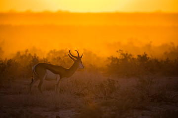 Springbok at Sunset