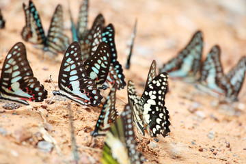 colorful butterfly eating mineral on ground