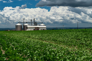 Amazing agricultural landscape of soy bean plantation near a road with a dramatic sky.  In the background, drying plant and silos at Tibagi - Parana - Brazil. Green ripening soybean field.