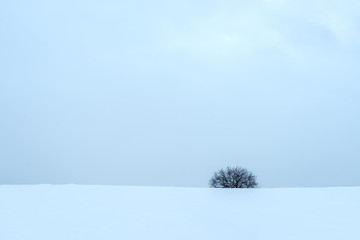picturesque view of snow-covered field with trees at winter day  