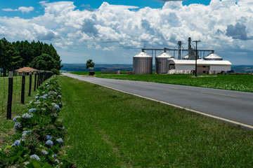 Amazing agricultural landscape of soy bean plantation near a road with a dramatic sky.  In the background, drying plant and silos at Tibagi - Parana - Brazil. Green ripening soybean field. © Romualdo