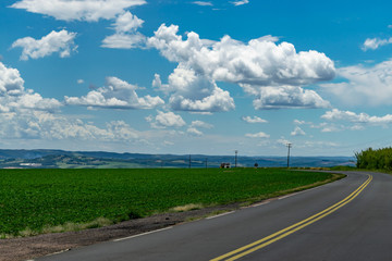 Amazing agricultural landscape of soy bean plantation near a road with a dramatic sky at Tibagi - Parana - Brazil. Green ripening soybean field.