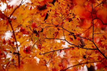 Autumn leaves are beautiful.　紅葉のグラデーション