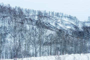 picturesque view of snow-covered field with trees at winter day  