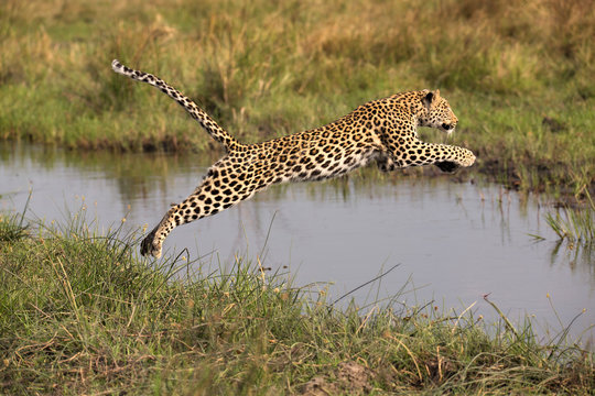 Leaping Leopard