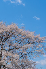 青空に満開の桜の縦長写真／Cherry Blossoms in Japan