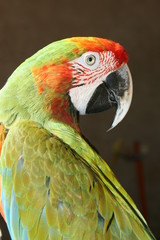 colorful parrot