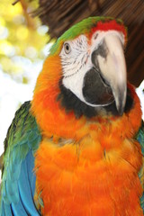 macaw parrot