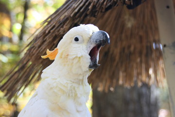 cockatoo