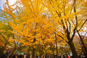 NAMI ISLAND, S. KOREA - OCTOBER 27, 2019: Beautiful landscape inside Nami island where thousands of tourists coming to visit this place every to enjoy colorful leaves in Autumn.