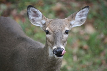 portrait of a deer