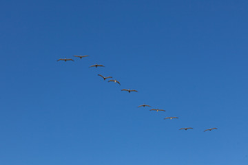 Obraz premium flock of birds