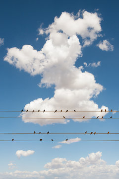 Bird sitting on power lines, USA