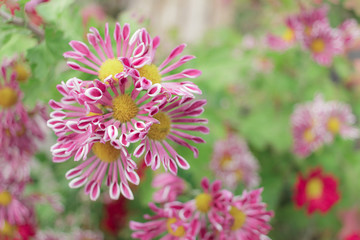 Obraz premium 珍しい花びらの菊