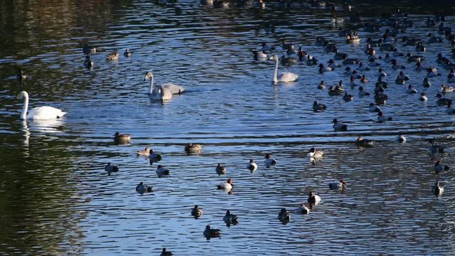 賑わう、オオハクチョウ、オナガガモ、ホシハジロ、オオバン、千葉県、2019年11月