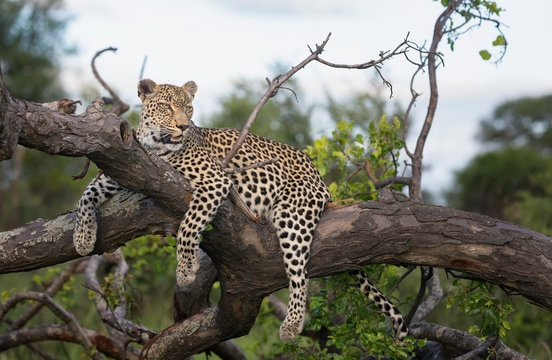 Leopard In Tree