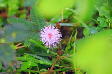 flower in garden